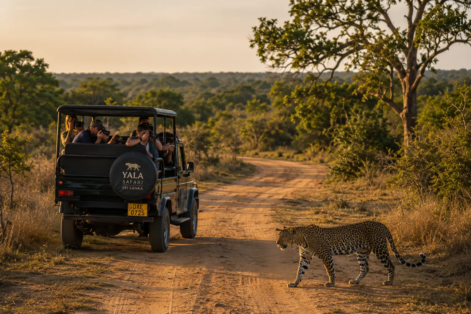 Wildlife in Yala National Park, Sri Lanka, one of the highest leopard-density protected areas in the world